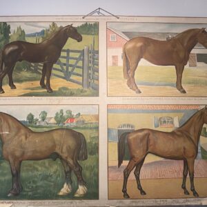 Opetustaulu Hevosrotuja