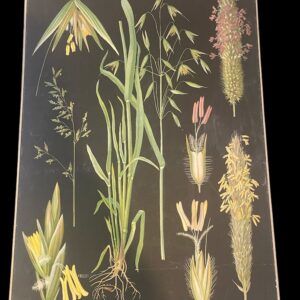 Opetustaulu Heinäkasveja