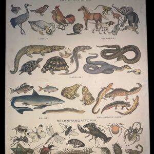 Opetustaulu eläinkunnan järjestelmä 2 selkärankaisia ja selkärangattomia