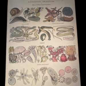 Opetustaulu Eläinkunnan järjestelmä 1 selkärangattomia